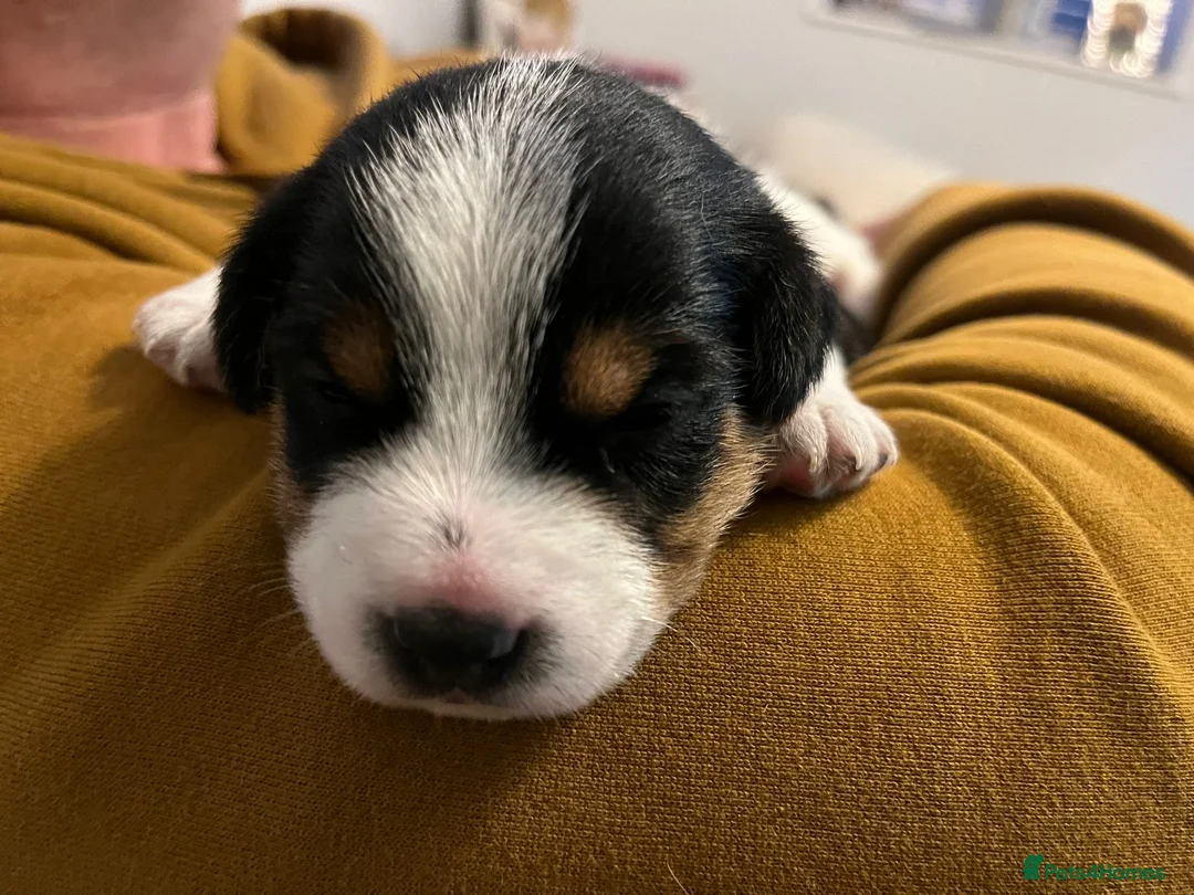 Jack Russell dogs for stud: Proven Short legged true  jack Russell for stud  in Eastleigh - Advert 10