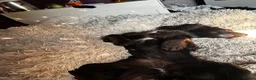 Cocker Spaniel dogs for stud: Working Cocker Spaniel from a strong line in Wallingford - Advert 4