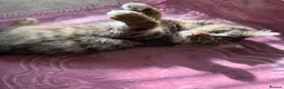 Mixed Breed cats for sale: Little Beau in Leeds - Advert 1