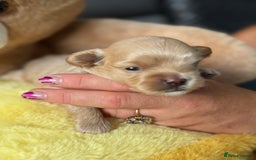 Maltipoo dogs for sale: Tiny F1 Asian Maltipoo puppies. Reserve now! - Image 8