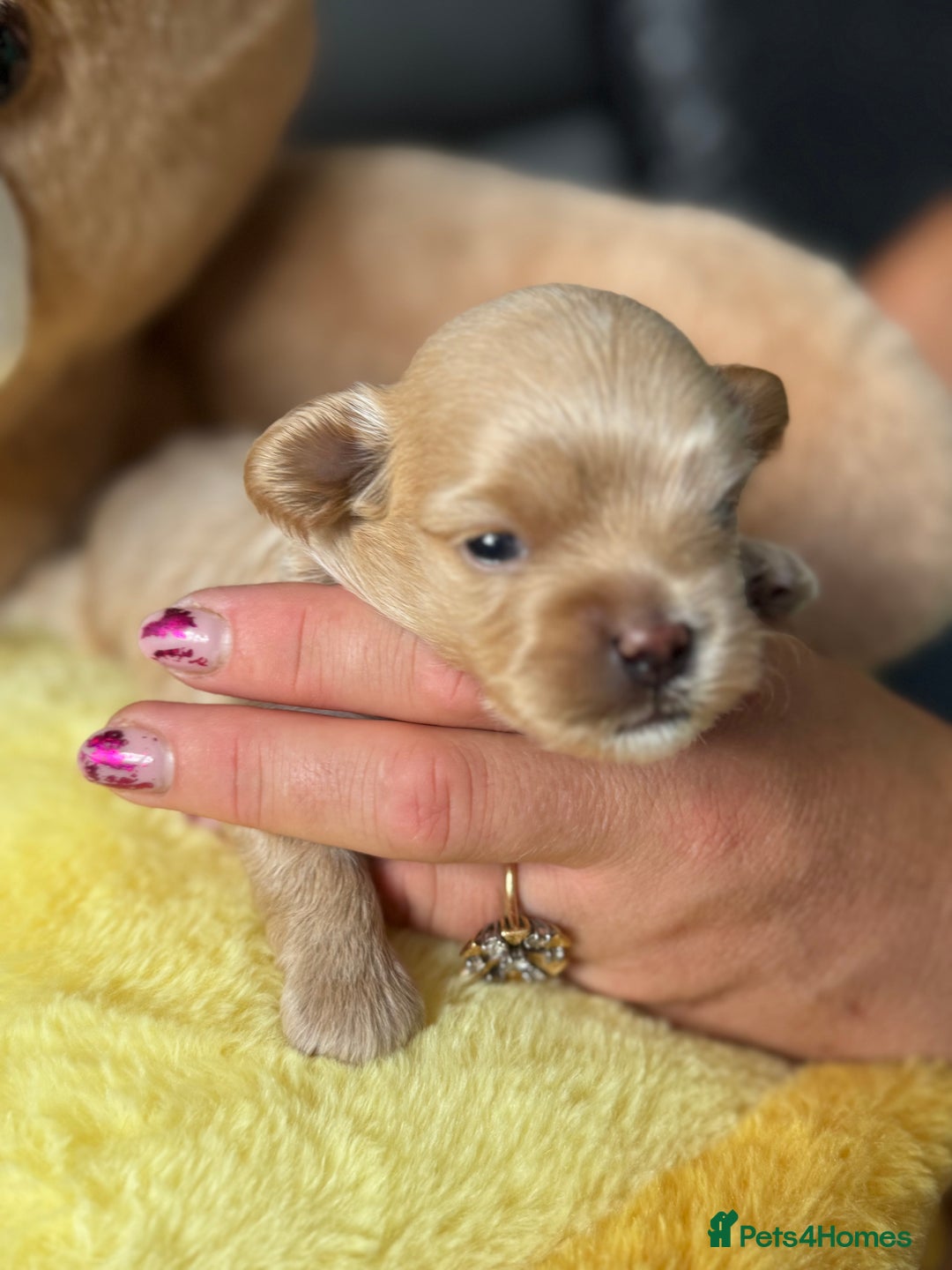 Maltipoo dogs for sale: Tiny F1 Asian Maltipoo puppies. Reserve now! - Image 8