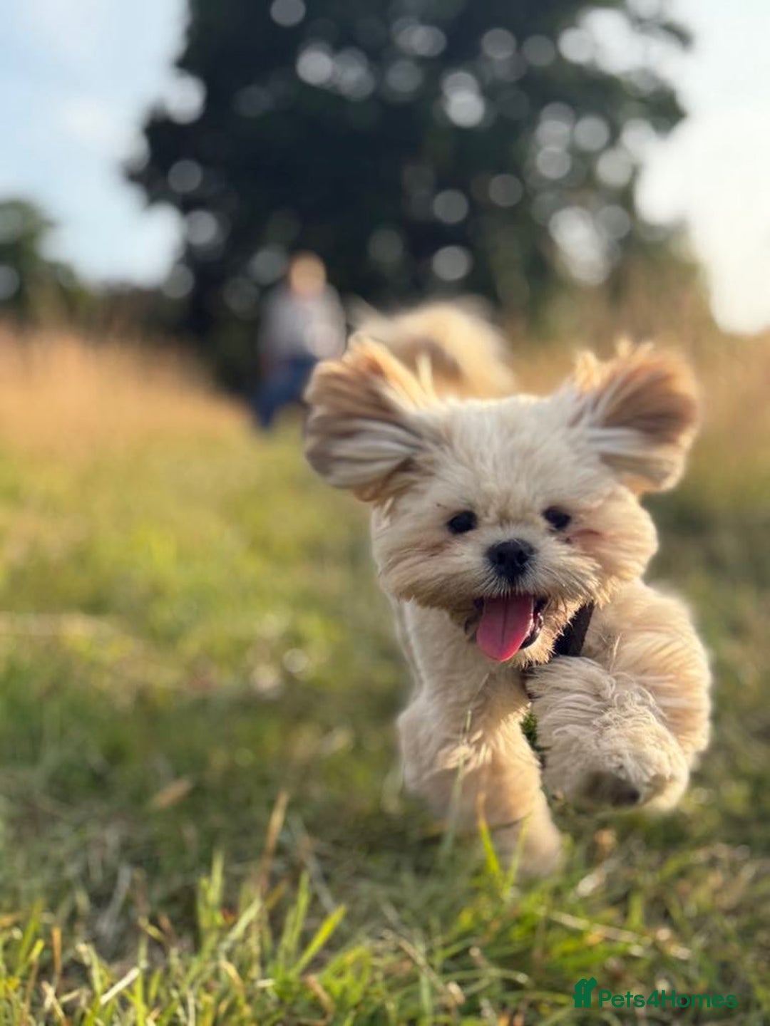 Lhasa Apso dogs for stud: STUD - Lhasa Apso - Randy Ronnie!  - Advert 3