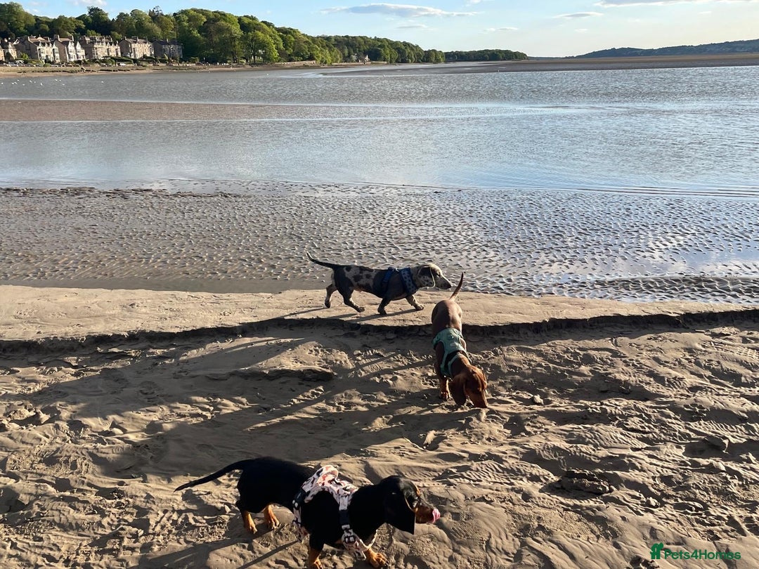 Miniature Dachshund dogs for stud: KC Reg, Miniature Dachshund available for stud   - Advert 7
