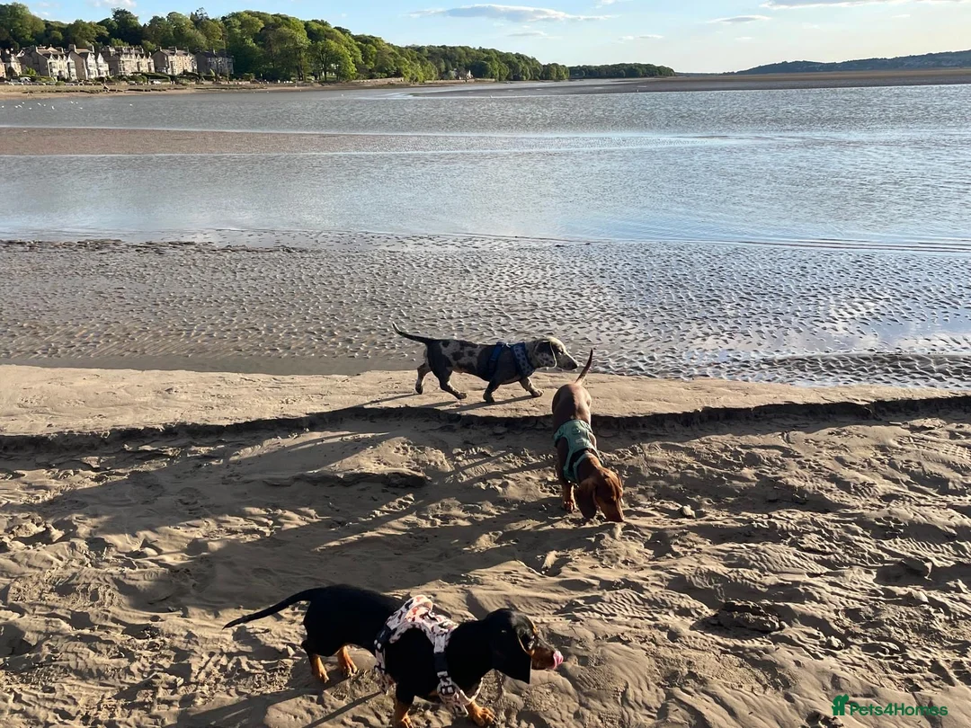Miniature Dachshund dogs for stud: KC Reg, Miniature Dachshund available for stud   - Advert 7