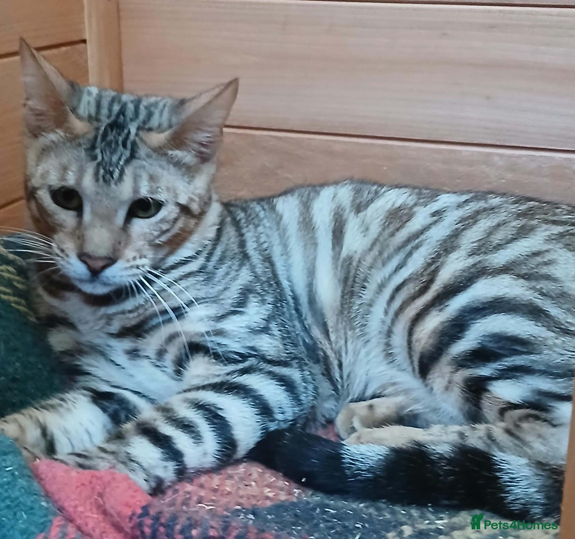 Toyger cats OUTSTANDING PEDIGREE SILVER TOYGER CUB - Advert 1