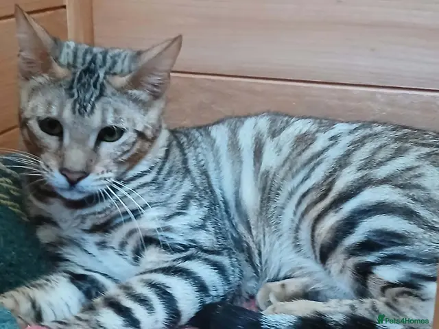 Toyger cats OUTSTANDING PEDIGREE SILVER TOYGER CUB - Advert 6