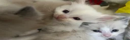 Ragdoll cats for sale: Beautiful mink & traditional ragdoll kittens  - Advert 5