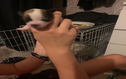 Lhasa Apso dogs for sale: 4 stunning Lhasa  boys  - Image 8