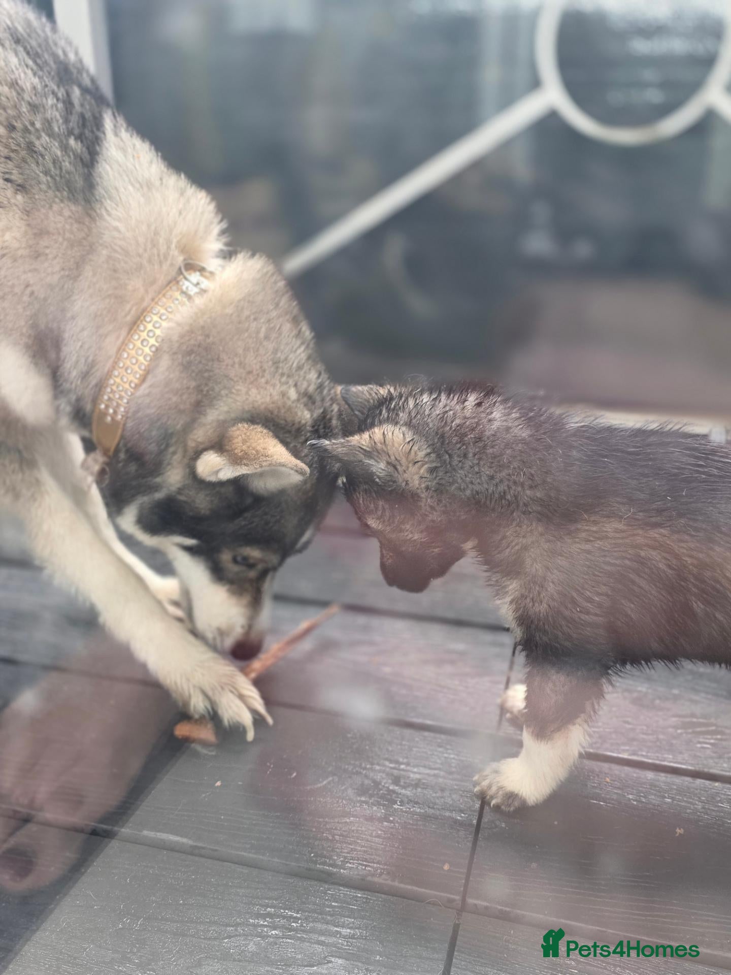 Siberian Husky dogs Pedigree Husky pups - Advert 1