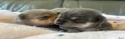 Chihuahua dogs for sale: CHIHUAHUA BEAUTIFUL PUPS READY 20TH JUNE - Advert 8
