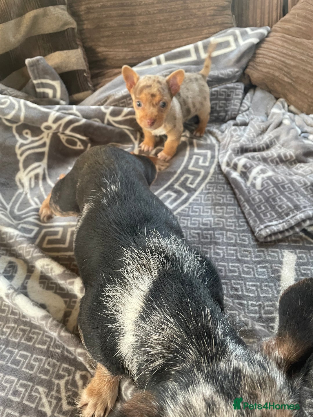 Mixed Breed dogs for sale: Jack Russell cross Chihuahua - Advert 5