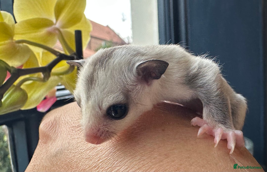 Sugar Glider rodents for sale: Stunning platinum sugar gliders - Image 7