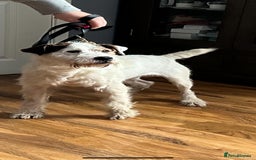 Parson Russell dogs for sale: Parson terrier  - Image 1
