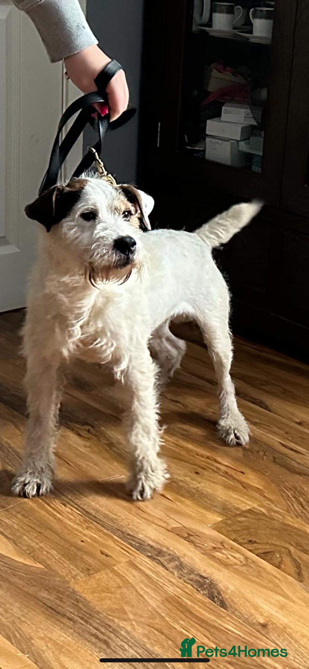 Parson Russell dogs for sale: Parson terrier  - Image 1
