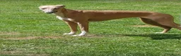 Whippet dogs for sale: Beautiful KC Registered Whippet pups for sale in Whitehaven - Advert 20