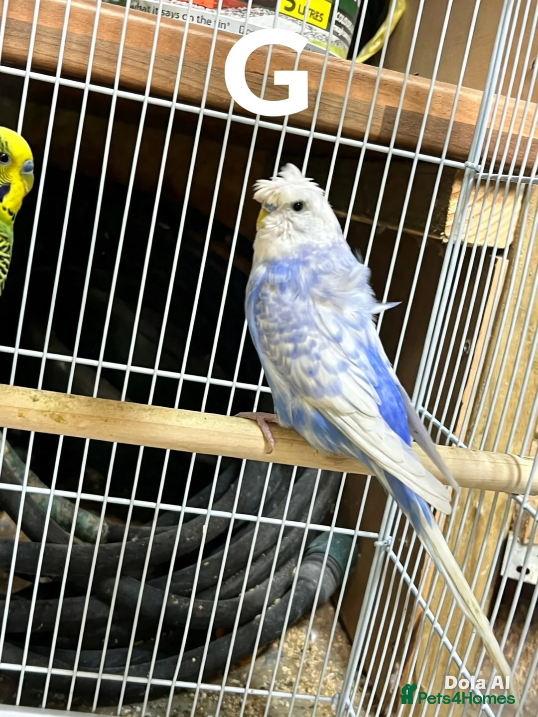 Budgerigars birds for sale: Pair budgies - Advert 7