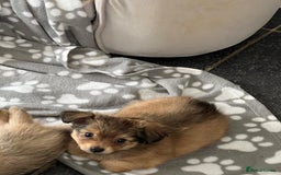 Mixed Breed dogs for sale: X2 Dauchshund/ Pomeranian pups - Image 5