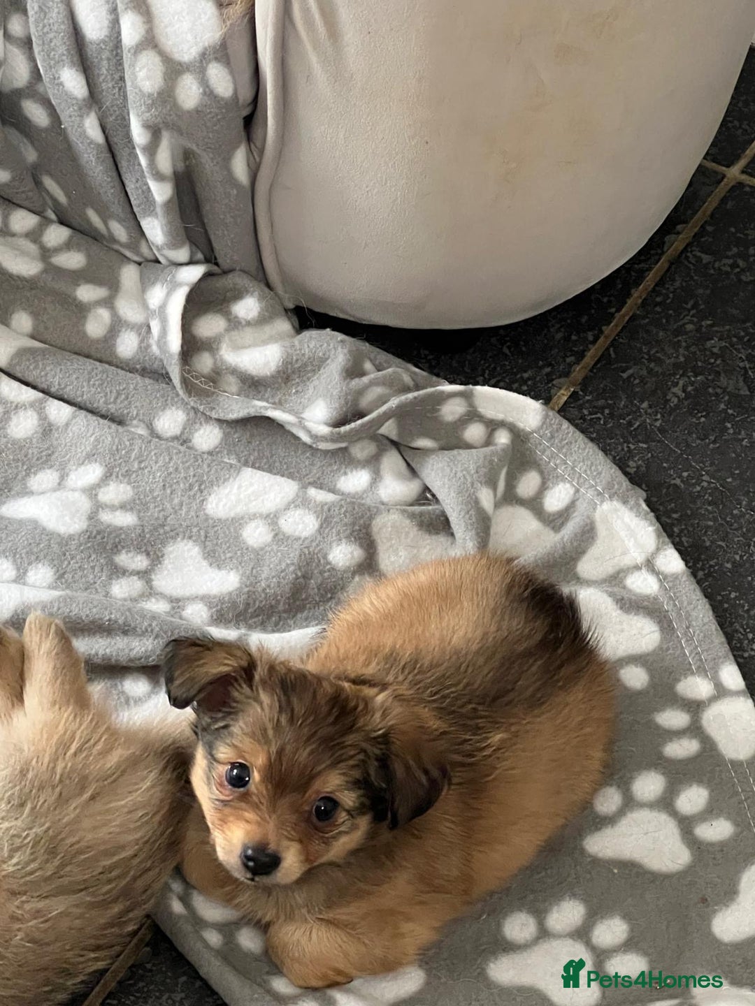 Mixed Breed dogs for sale: X2 Dauchshund/ Pomeranian pups - Image 5