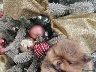 Pomeranian dogs Adorable KC Reg Pomeranian Pup– Orange Sable Boy - Advert 4