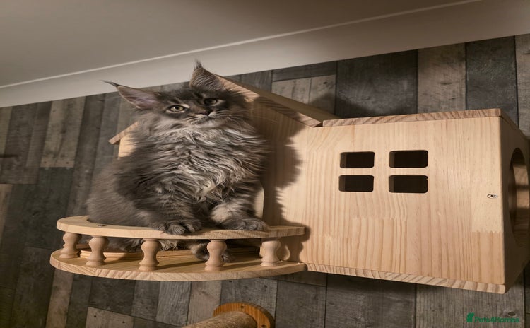 Maine Coon cats - Advert 3