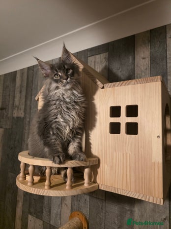 Maine Coon cats - Advert 3