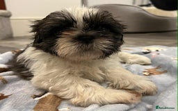Shih Tzu dogs for sale: Shti tzu Puppies for sale with a good home in Gloucester - Image 15