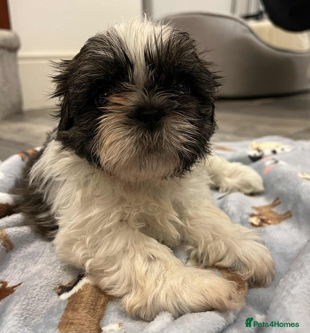 Shih Tzu dogs for sale: Shti tzu Puppies for sale with a good home in Gloucester - Image 15