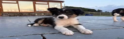 Border Collie dogs for sale: Beautiful Welsh Border Collie Puppies in Brecon - Advert 20