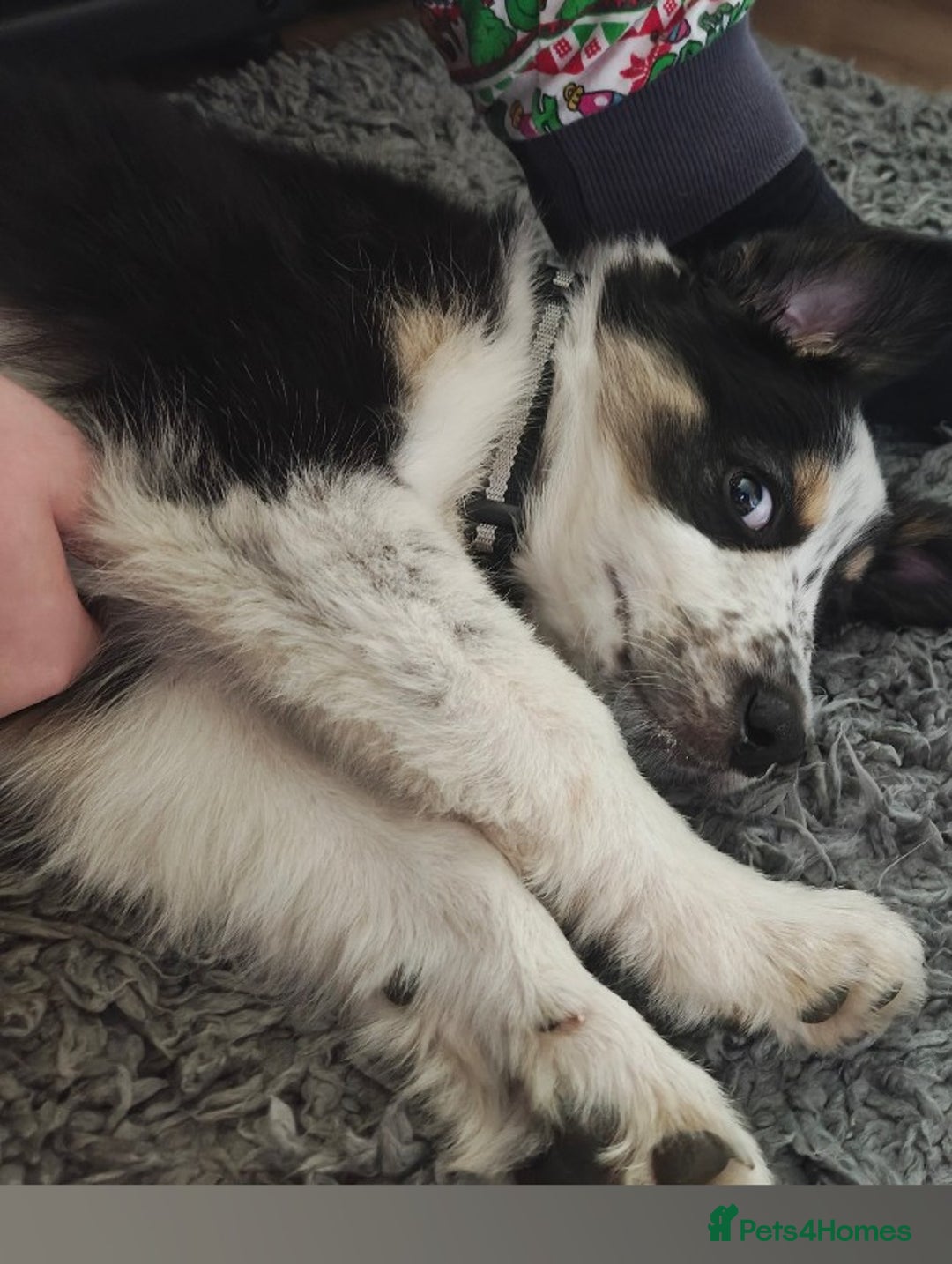 Border Collie dogs for sale: Gorgeous 8 months old border collie - Image 4