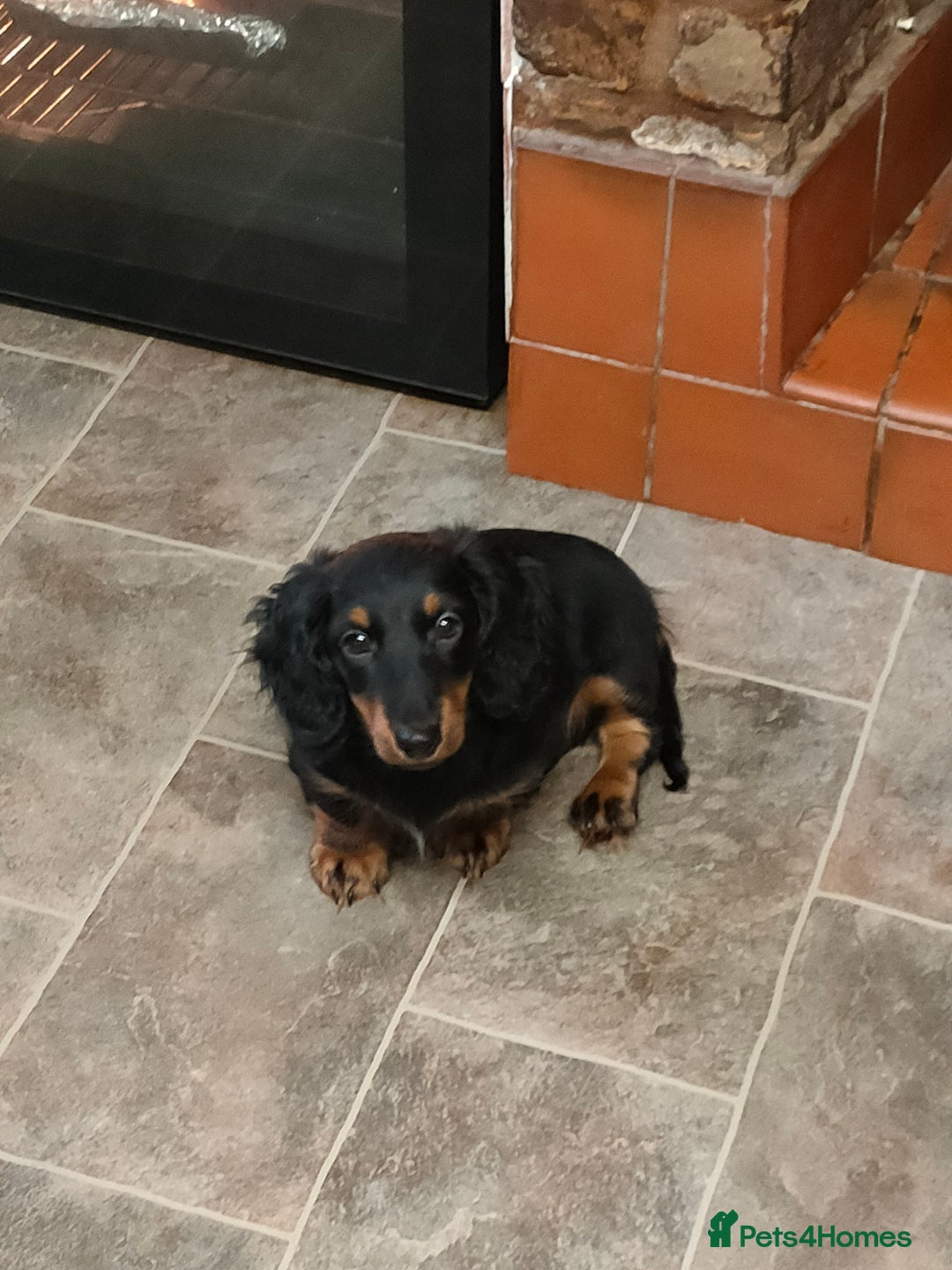 Miniature Dachshund dogs for sale: Handsome quality long haired male available  - Image 5
