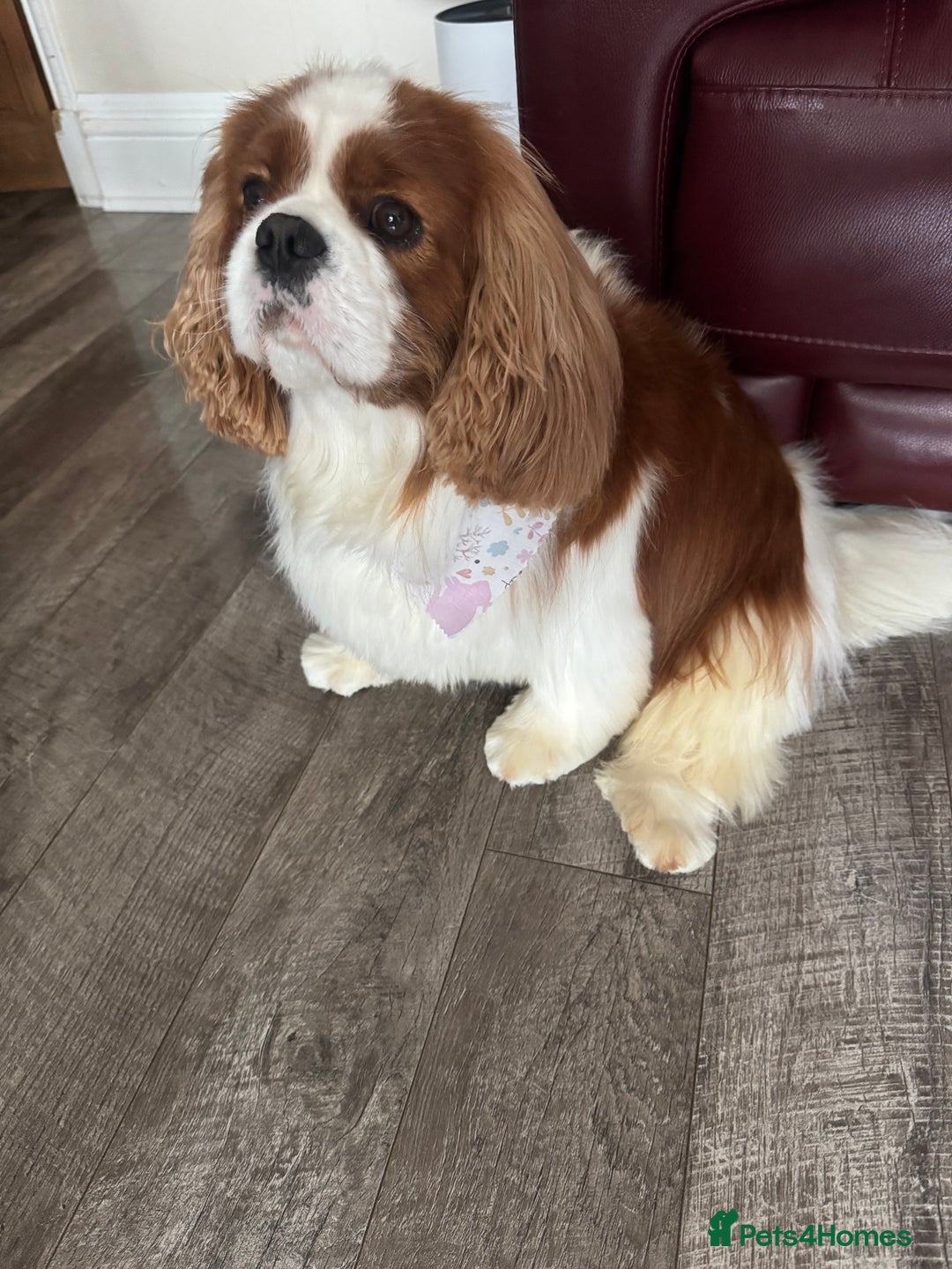 Cavalier King Charles Spaniel dogs for stud: KC Cavalier King Charles for stud - Advert 6