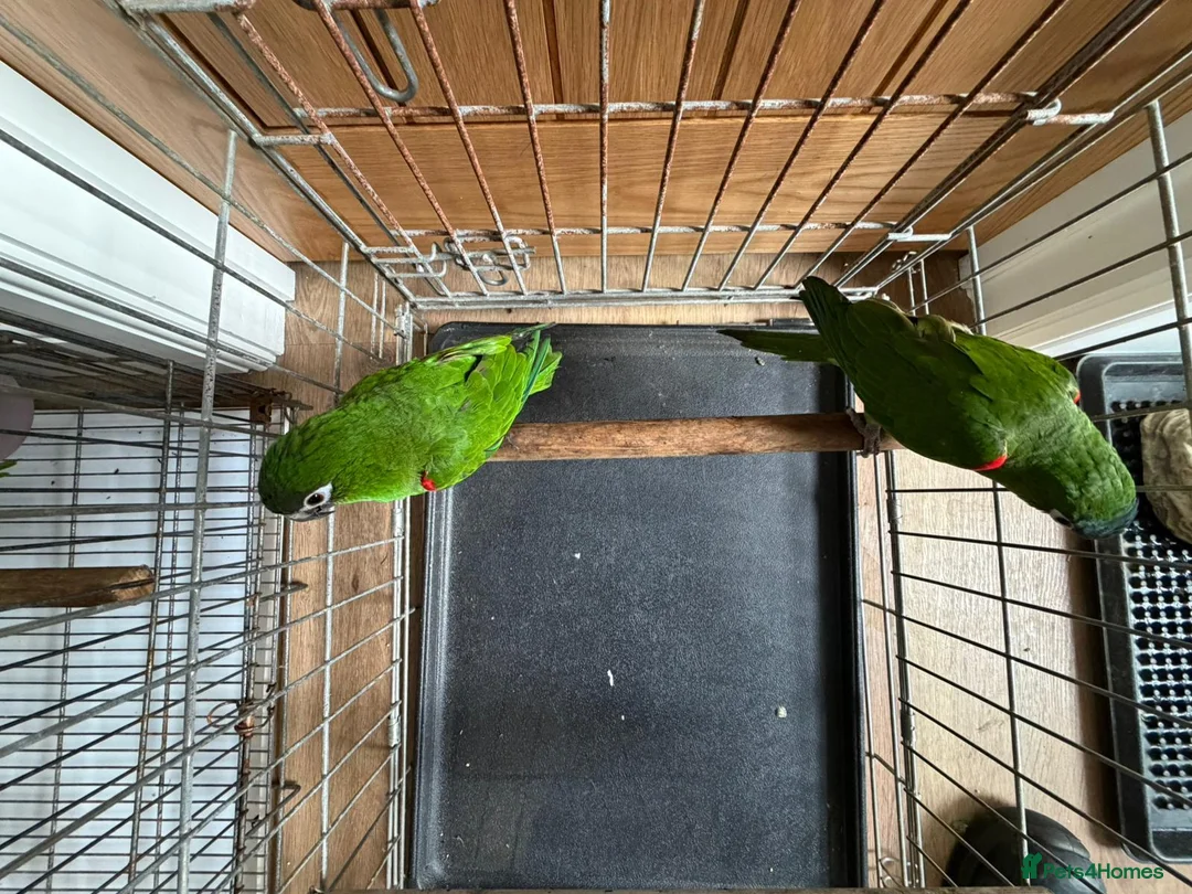 Macaws birds for sale: A pair of Hahns macaw in Basildon - Advert 6
