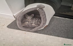 Bengal cats for sale: Silver bengal - Image 1