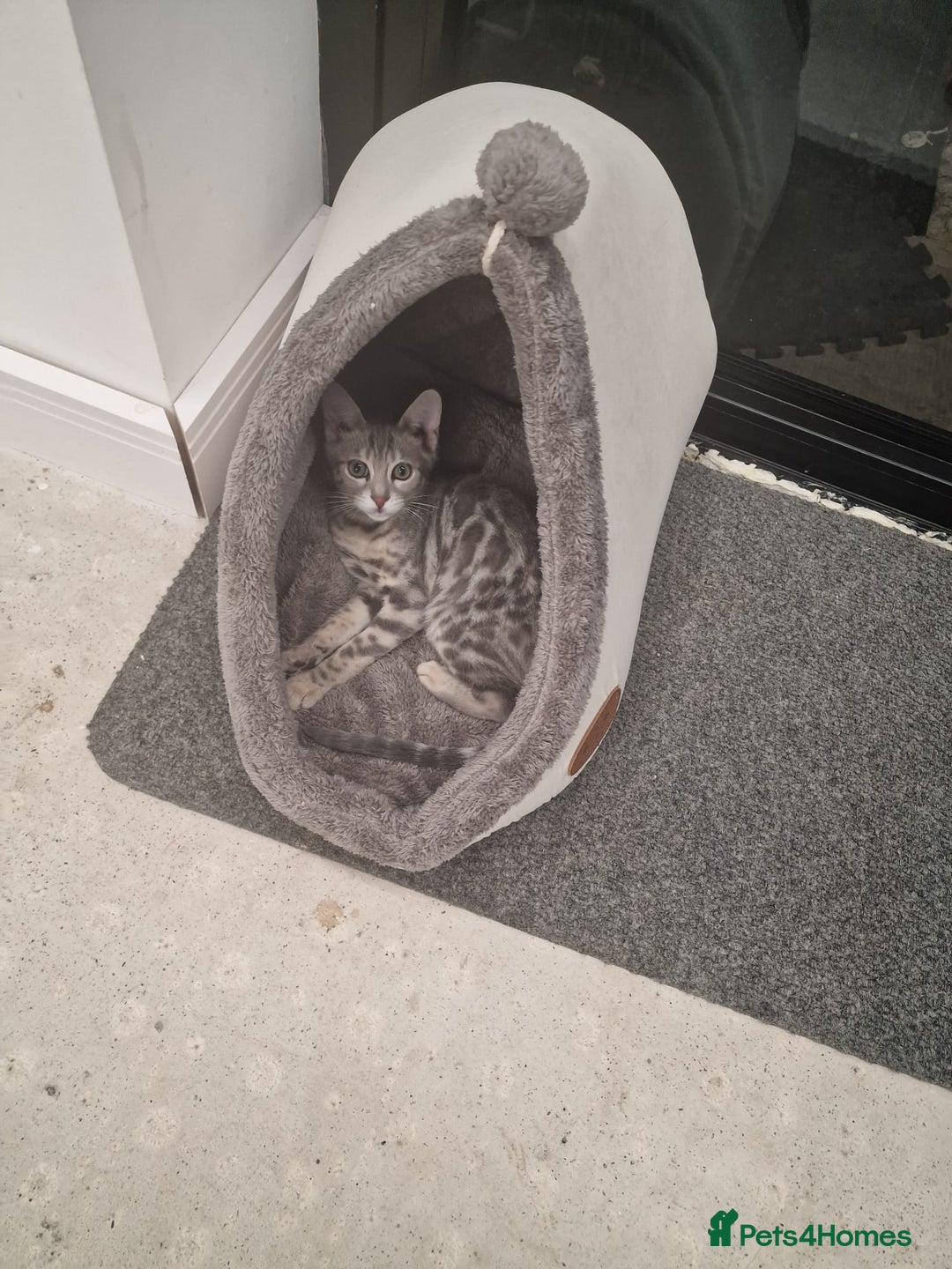 Bengal cats for sale: Silver bengal - Image 1