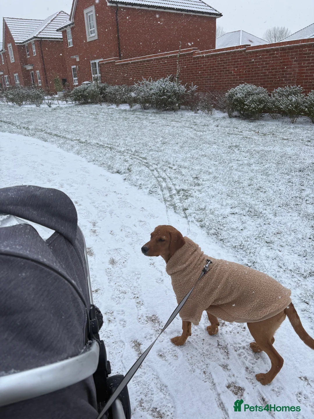 Goldador dogs for sale: Goldador  in Norwich - Advert 3