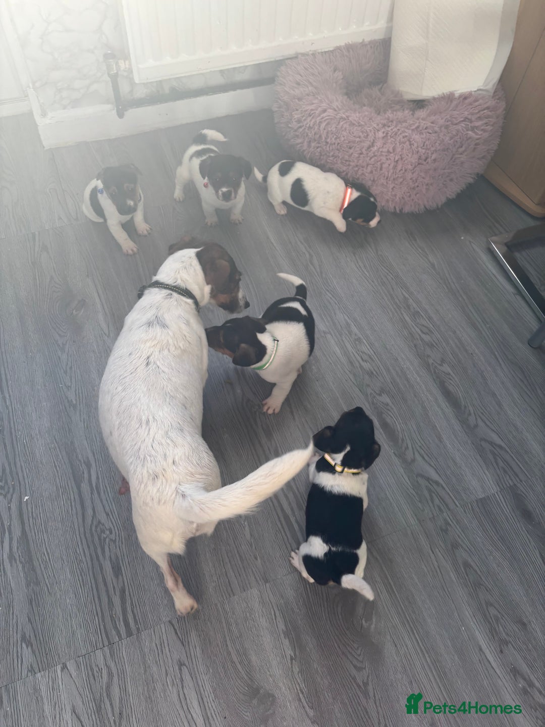 Jack Russell dogs for sale: 5 traditional Jack Russell puppys  - Advert 17