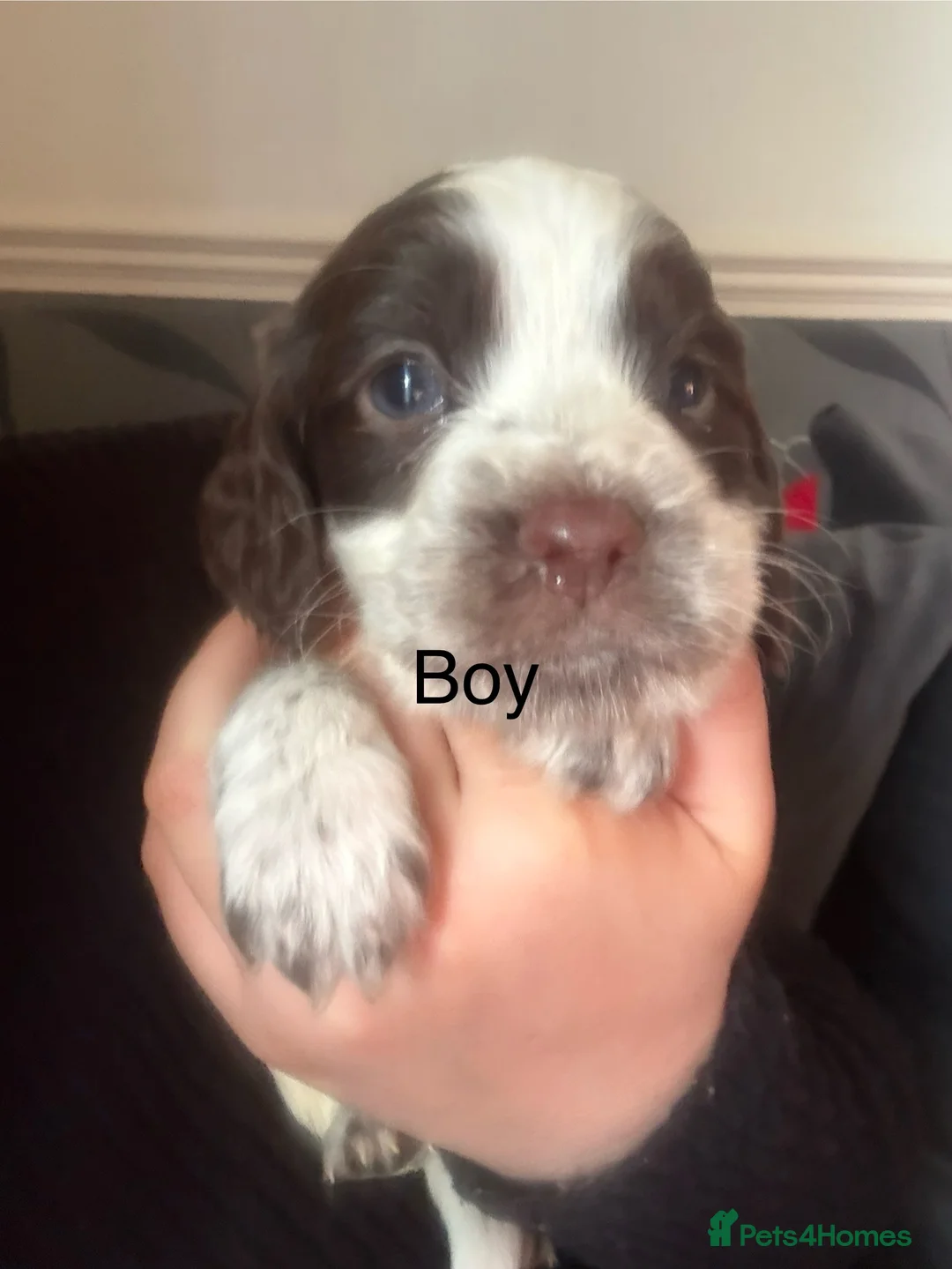 Sprocker dogs for sale: Spaniel puppies for sale - Advert 8