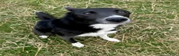 Border Collie dogs for sale: Male smooth coat border collie in Buxton - Advert 1