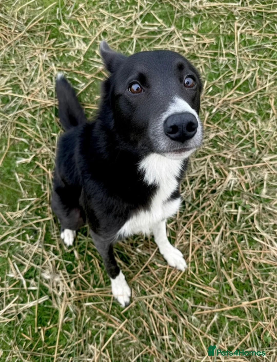 Border Collie dogs for sale: Male smooth coat border collie in Buxton - Advert 1