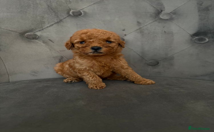 Miniature Poodle dogs - Advert 2
