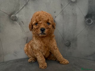 Miniature Poodle dogs - Advert 36