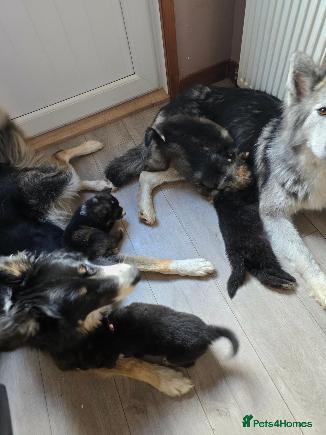 Mixed Breed dogs for sale: German Shepherd X Puppies - Image 7