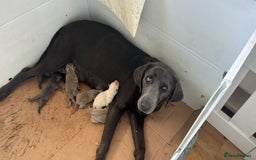 Labrador Retriever dogs for sale: 🩶 Silver & Charcoal Labrador Puppies - Image 7