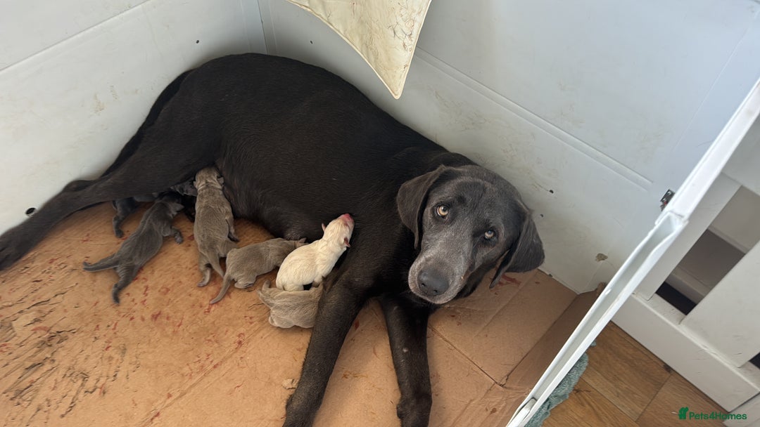 Labrador Retriever dogs for sale: 🩶 Silver & Charcoal Labrador Puppies - Image 7