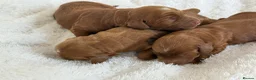 Cockapoo dogs for sale: Red F1 Cockapoo’s - Advert 3
