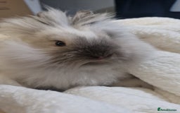 Lionhead rabbits for sale: Beautiful Lionhead bunny - Image 2