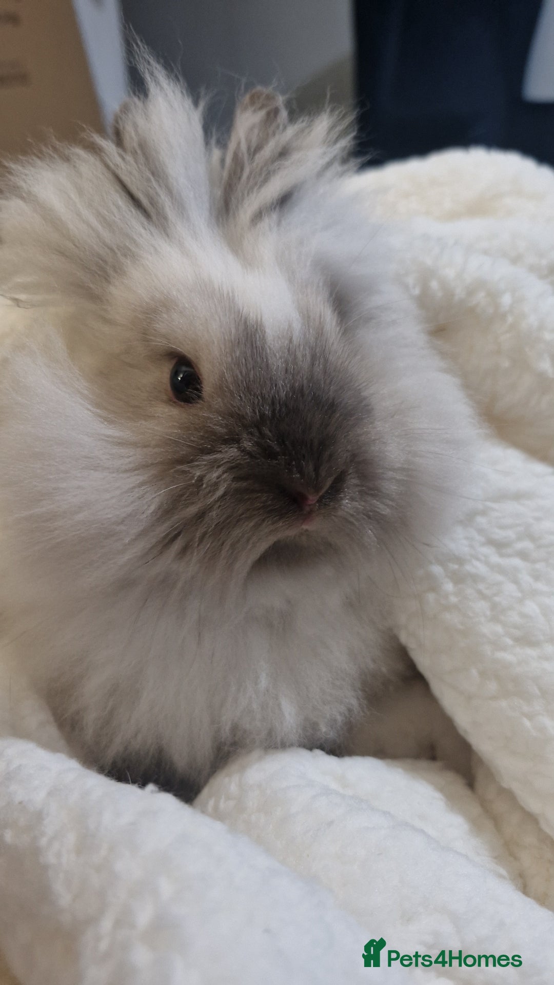 Lionhead rabbits for sale: Beautiful Lionhead bunny - Image 2