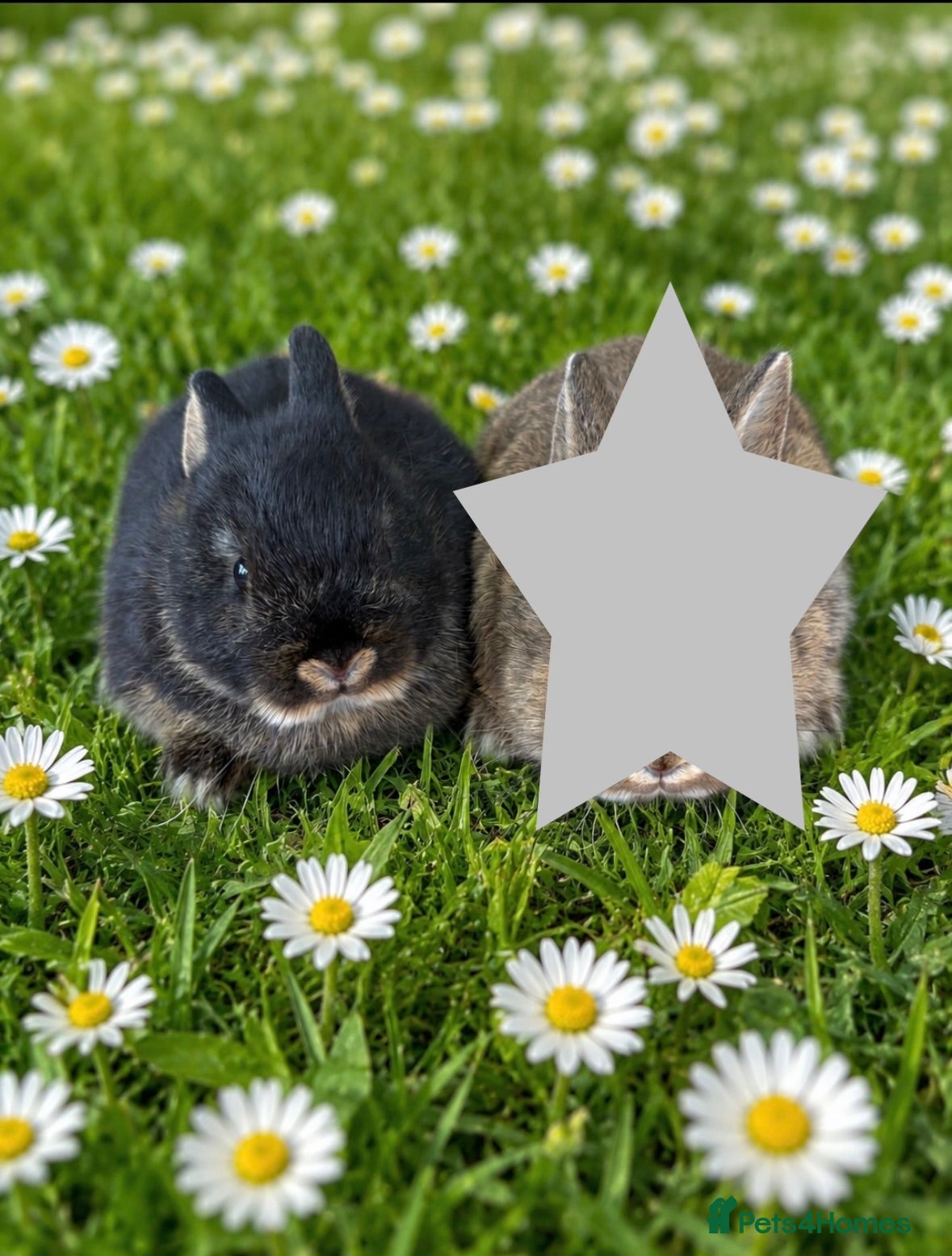 Netherland Dwarf rabbits * 1 LEFT * Male Netherland Dwarf Bunny🐰  - Advert 11
