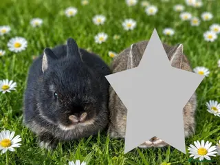 Netherland Dwarf rabbits * 1 LEFT * Male Netherland Dwarf Bunny🐰 - Advert 1