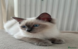 Ragdoll cats for sale: Blue point Ragdoll kitten 12 weeks old - Image 4